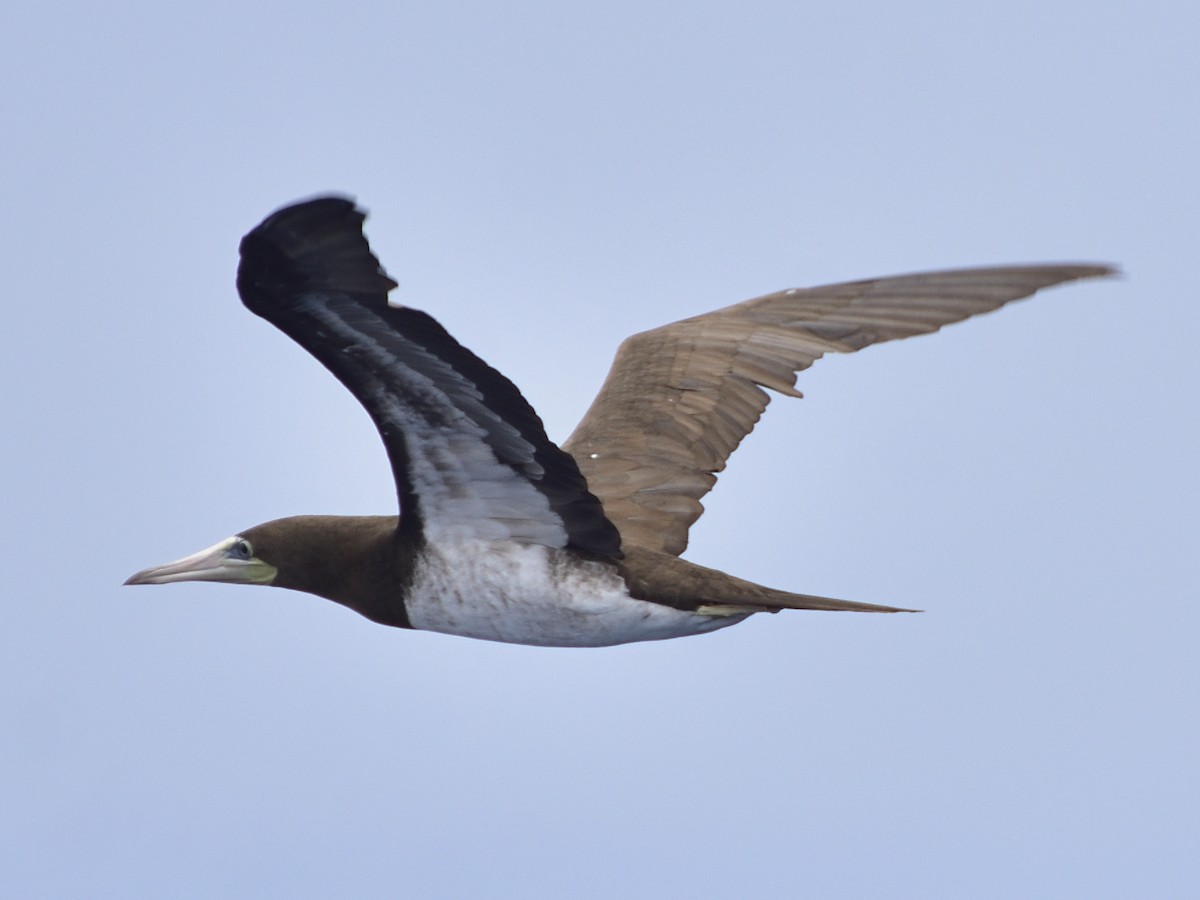 Cocos Booby - ML639046219