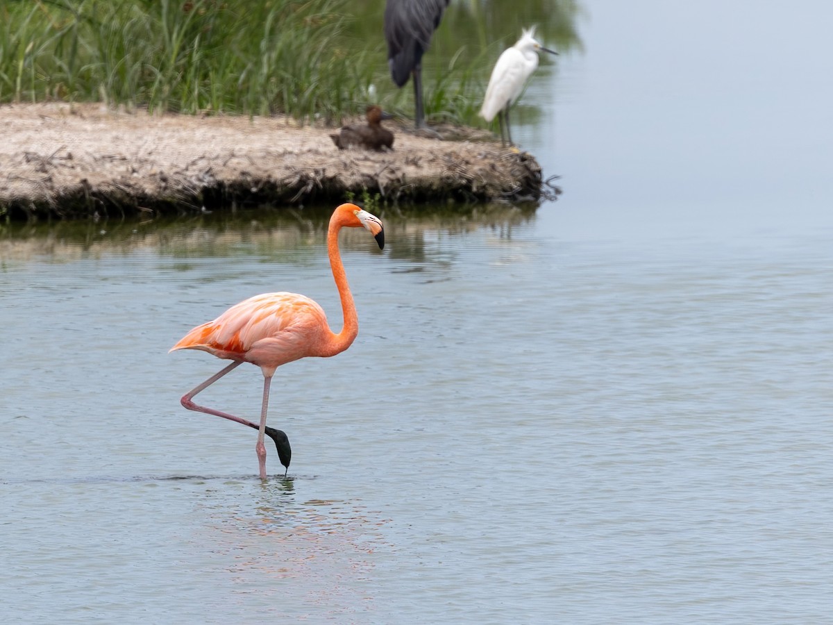 American Flamingo - ML639046226