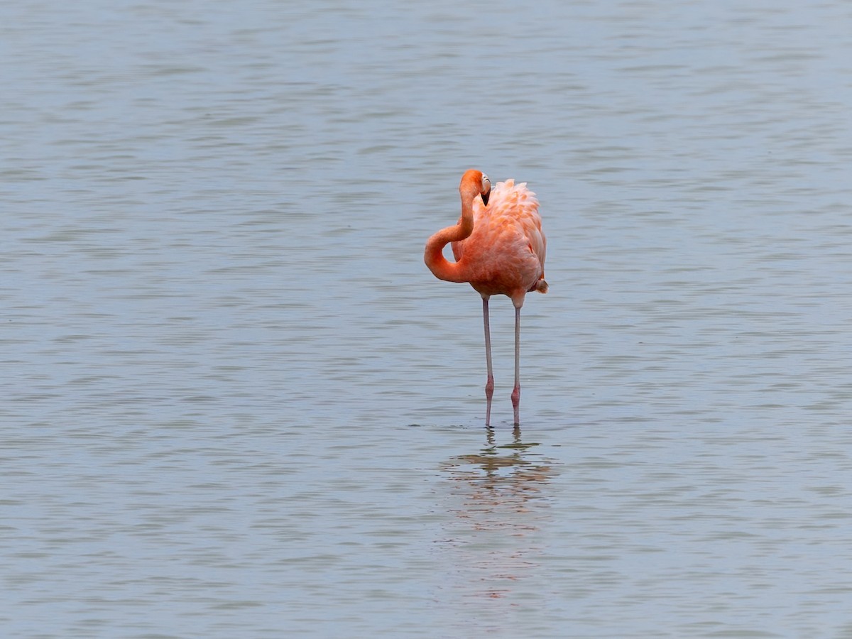 American Flamingo - ML639046227