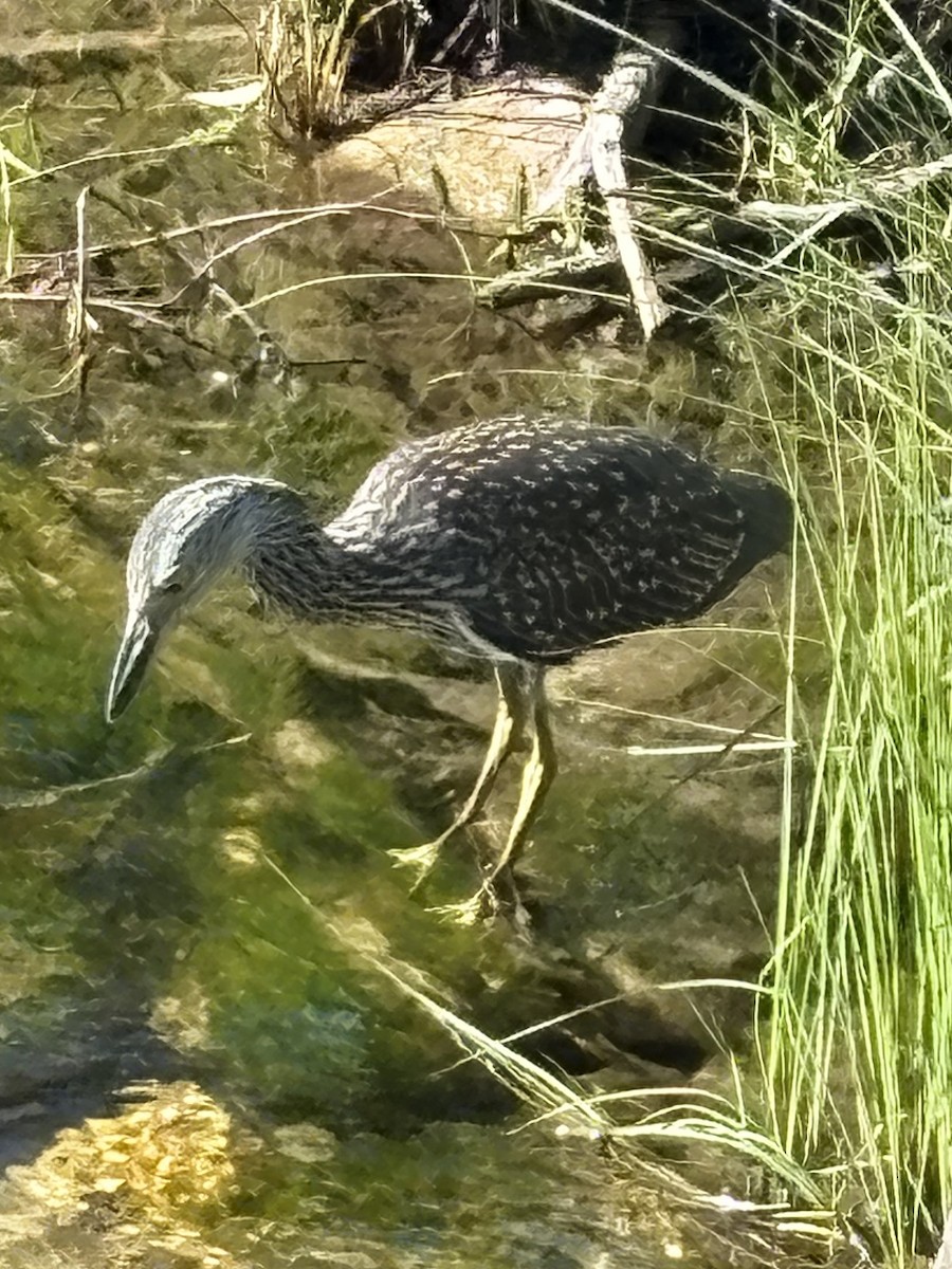 Yellow-crowned Night Heron - ML639046228