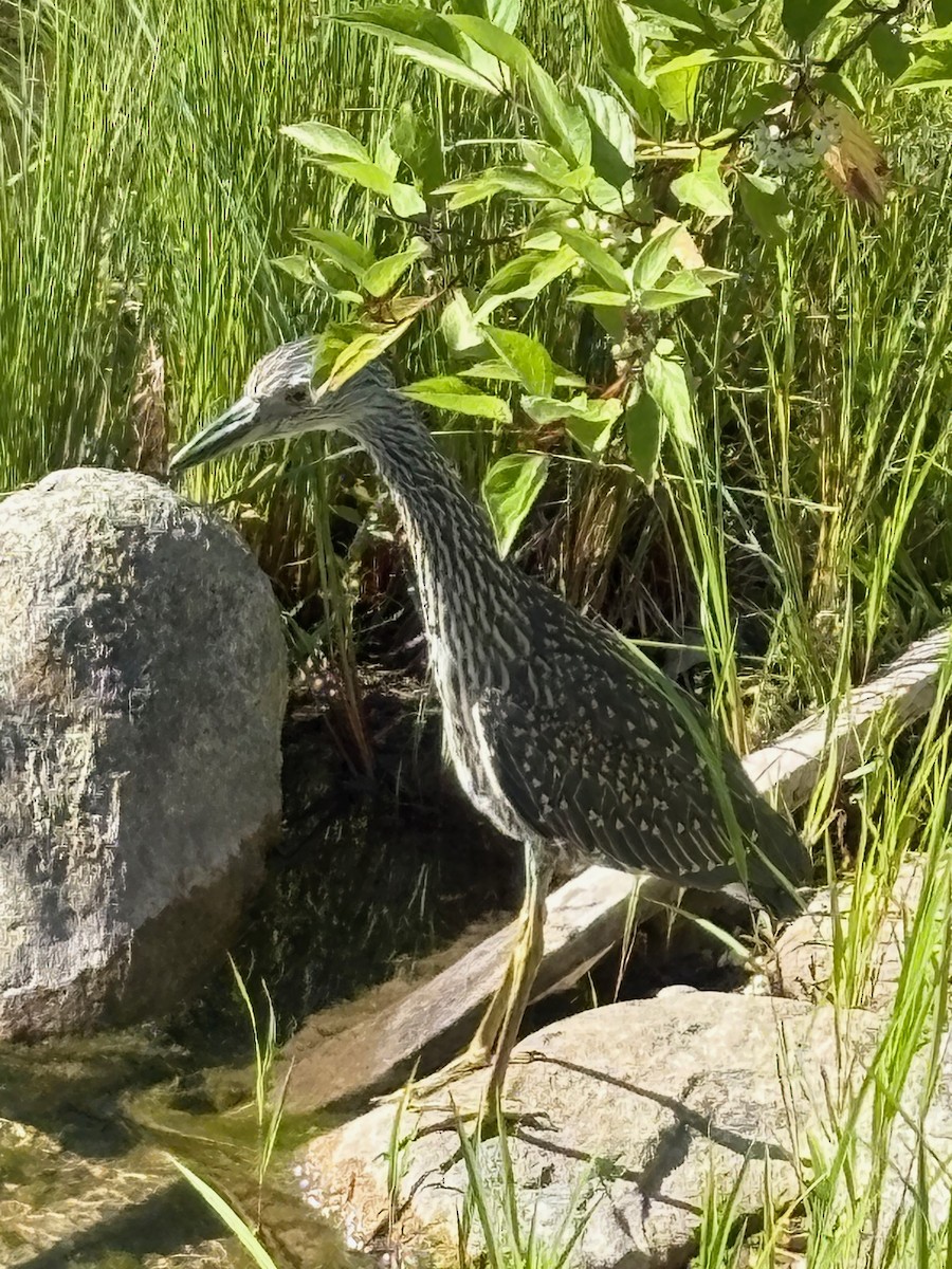 Yellow-crowned Night Heron - ML639046238