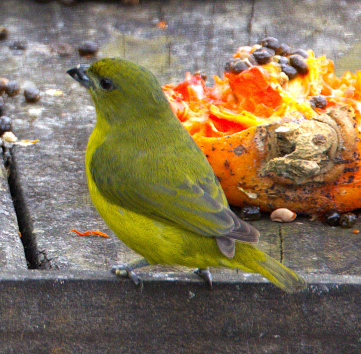 Thick-billed Euphonia - ML639046259