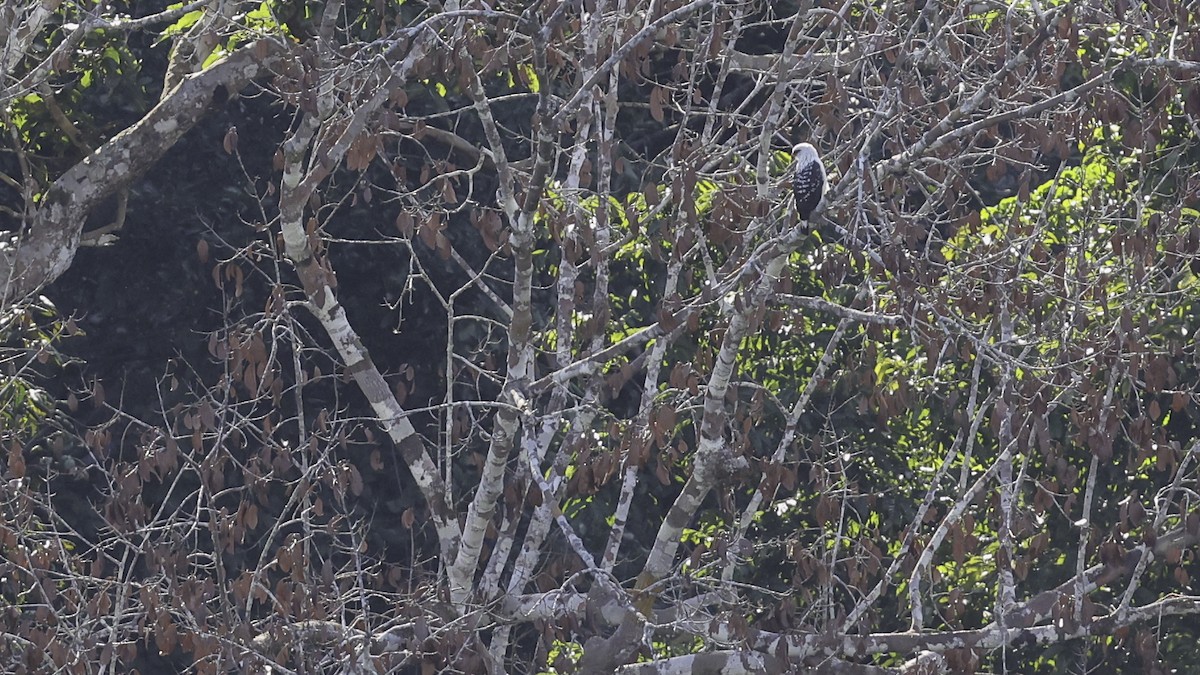 Black-faced Hawk - ML639046283