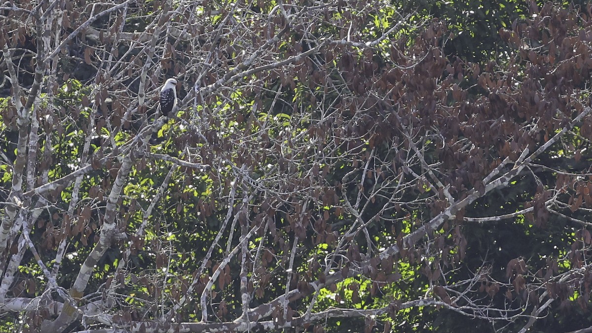 Black-faced Hawk - ML639046285