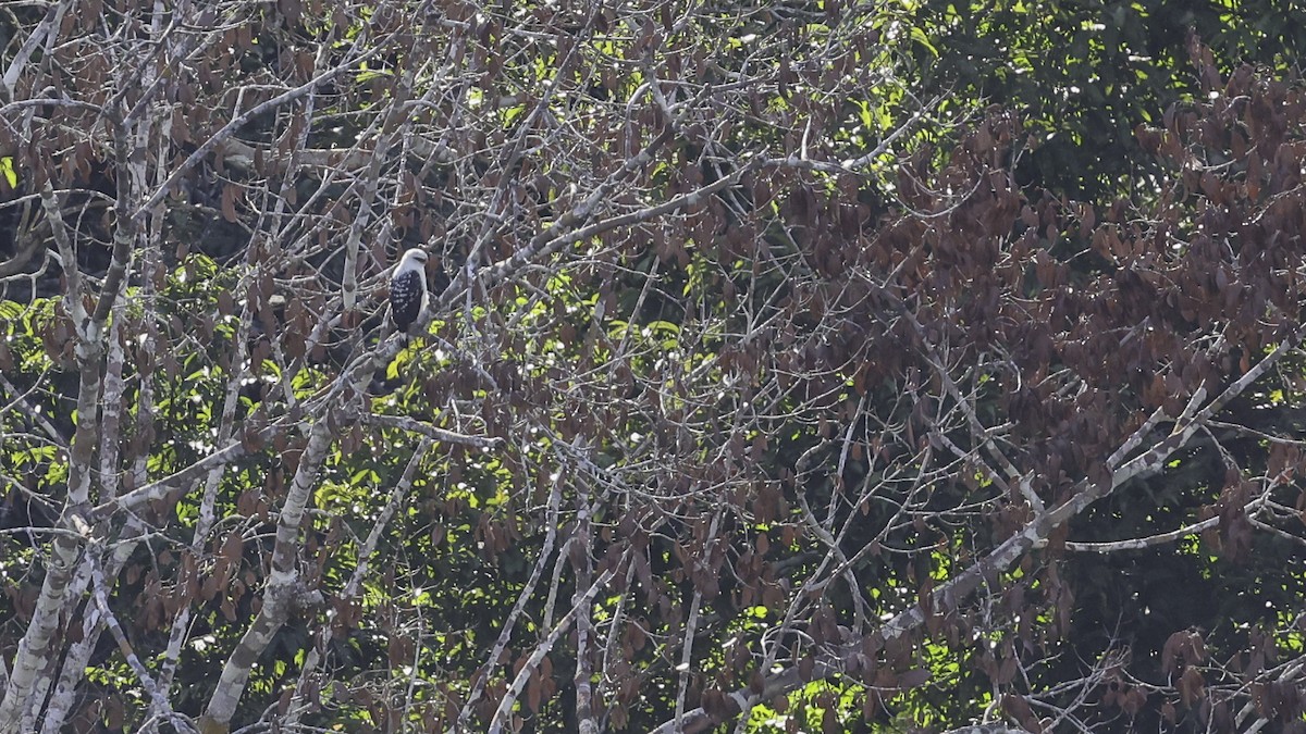 Black-faced Hawk - ML639046289