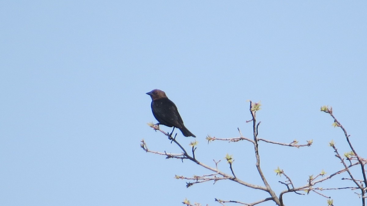 Brown-headed Cowbird - ML639046294