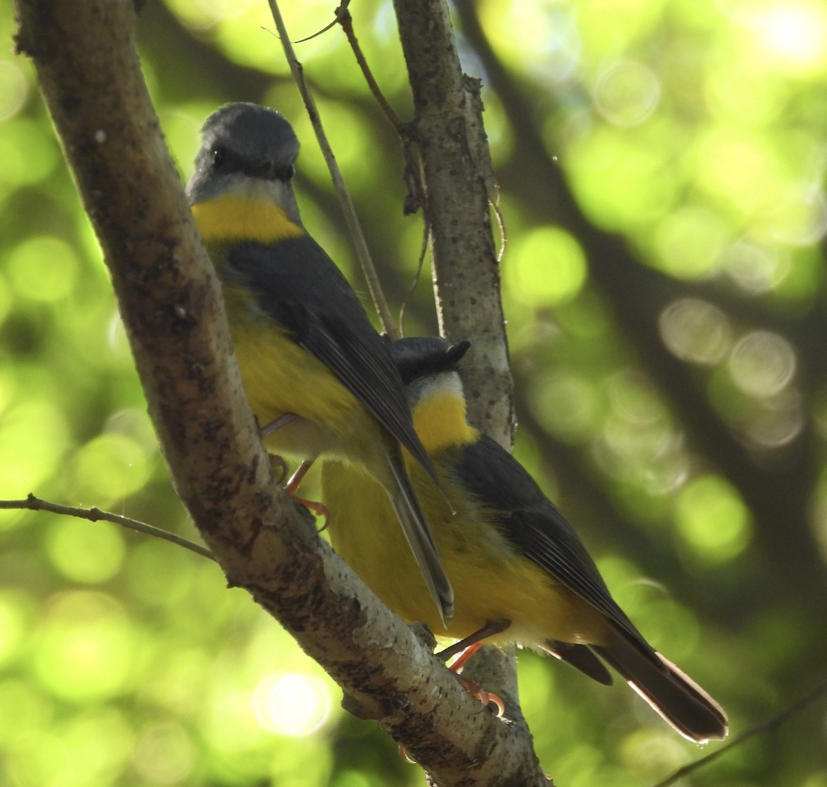 Eastern Yellow Robin - ML639046303