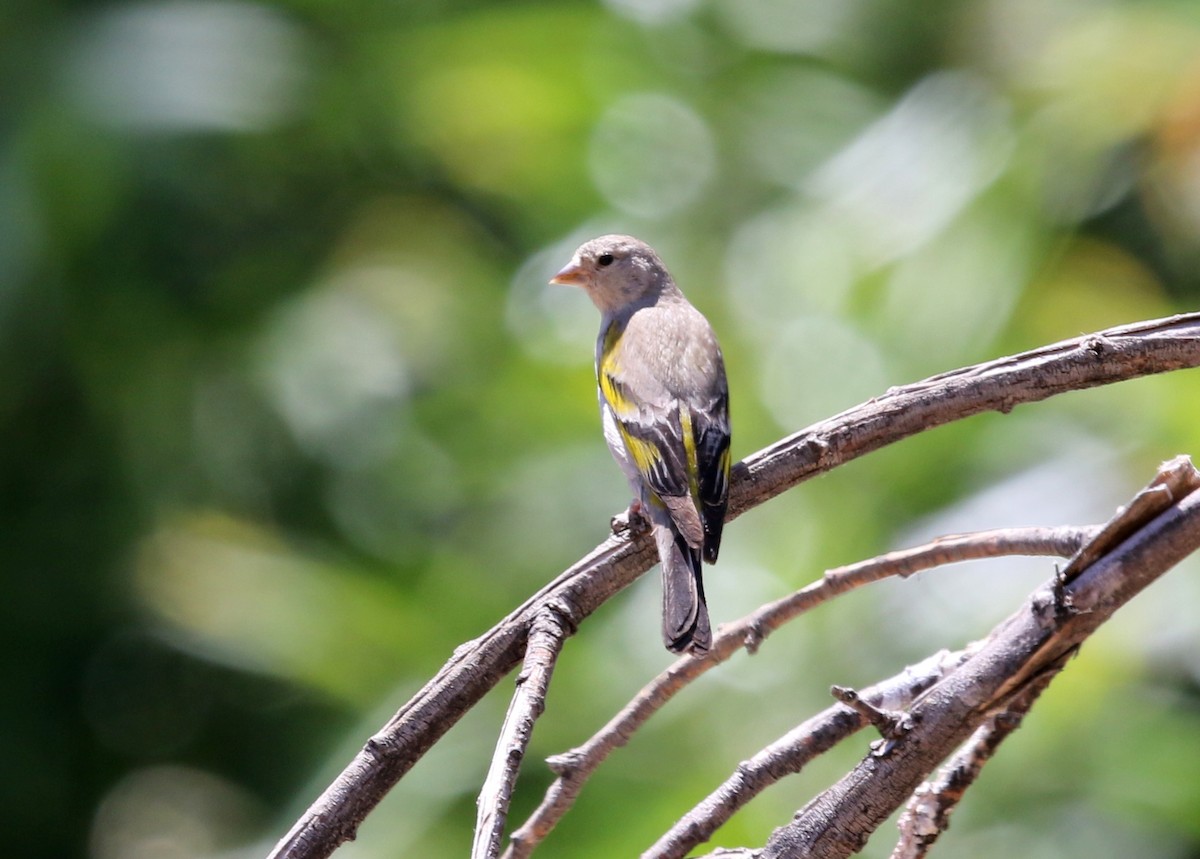 Lawrence's Goldfinch - ML639046359