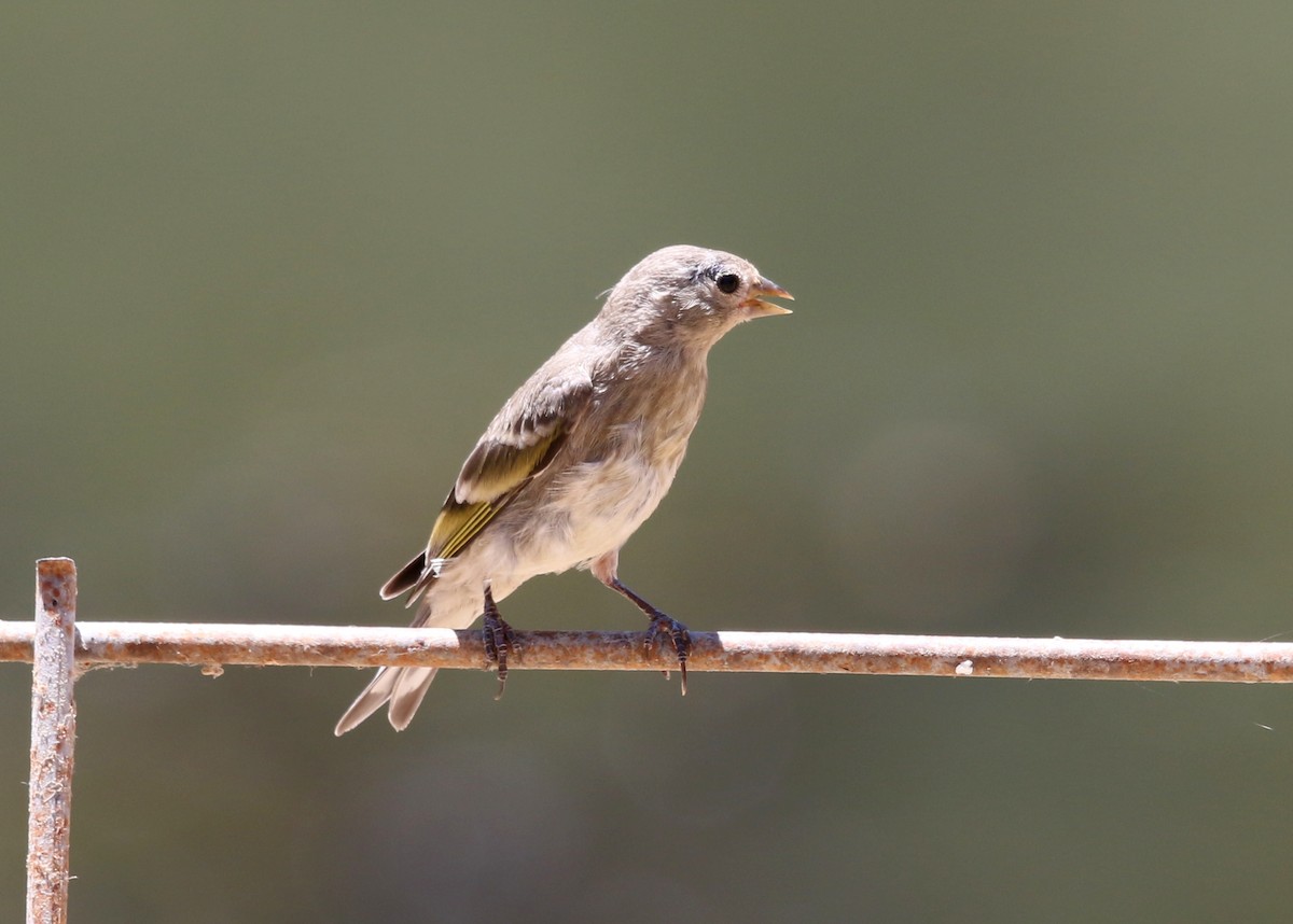 Lawrence's Goldfinch - ML639046361
