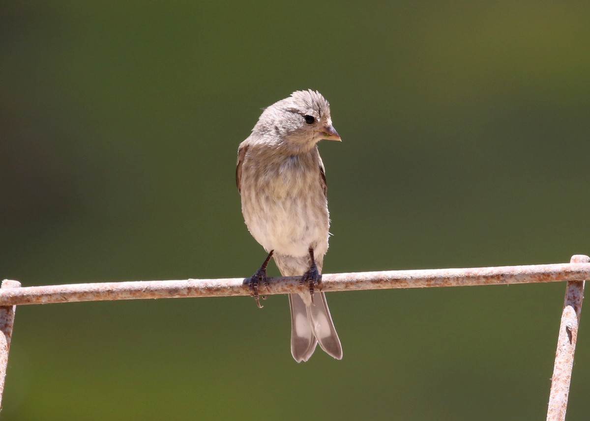 Lawrence's Goldfinch - ML639046362