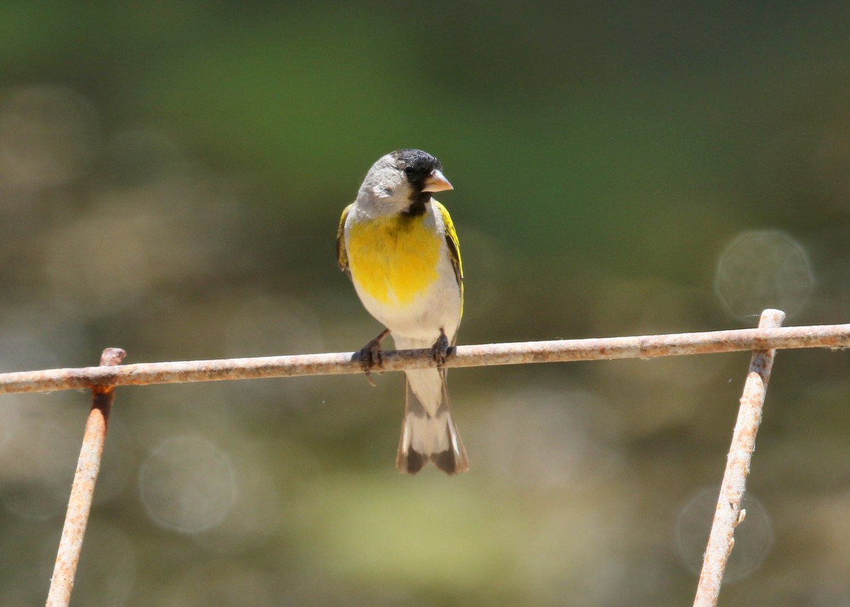 Lawrence's Goldfinch - ML639046363