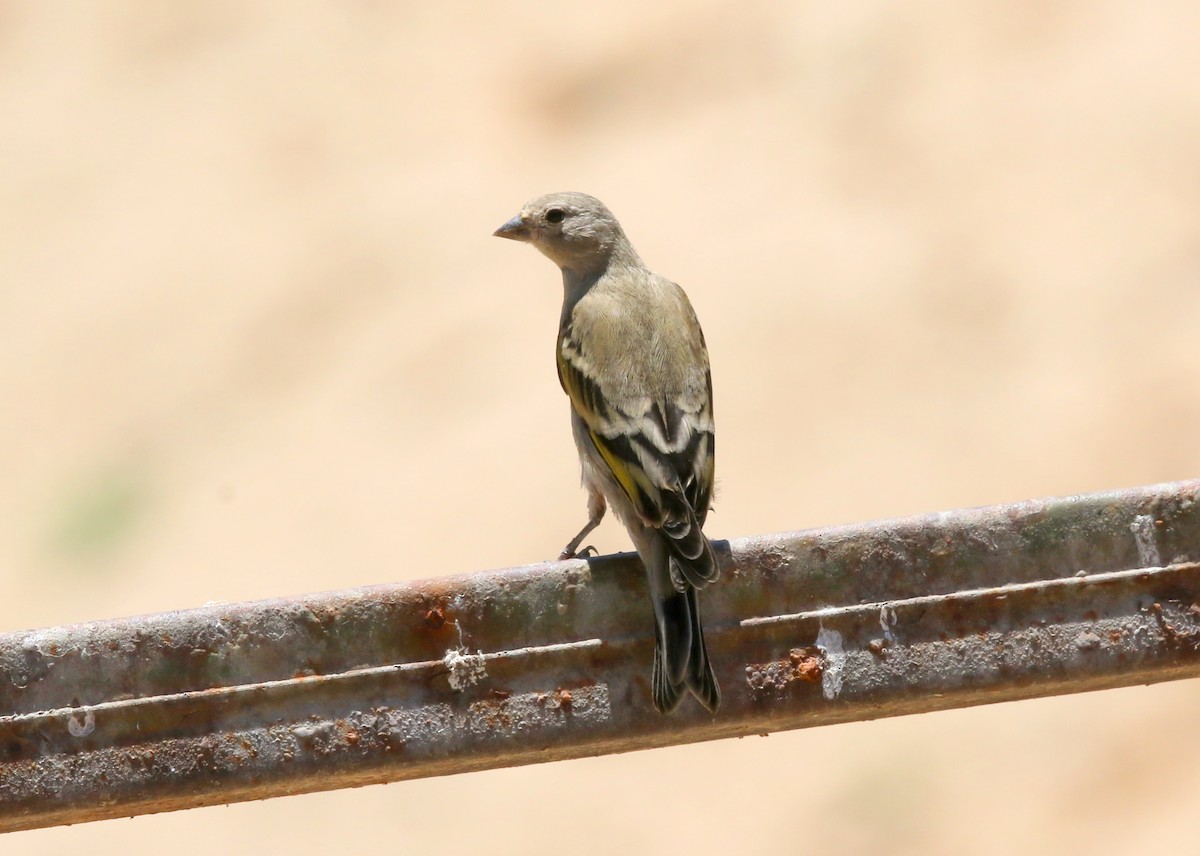 Lawrence's Goldfinch - ML639046364