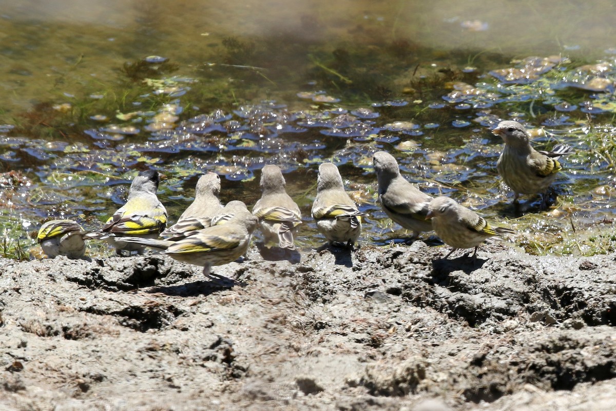 Lawrence's Goldfinch - ML639046368