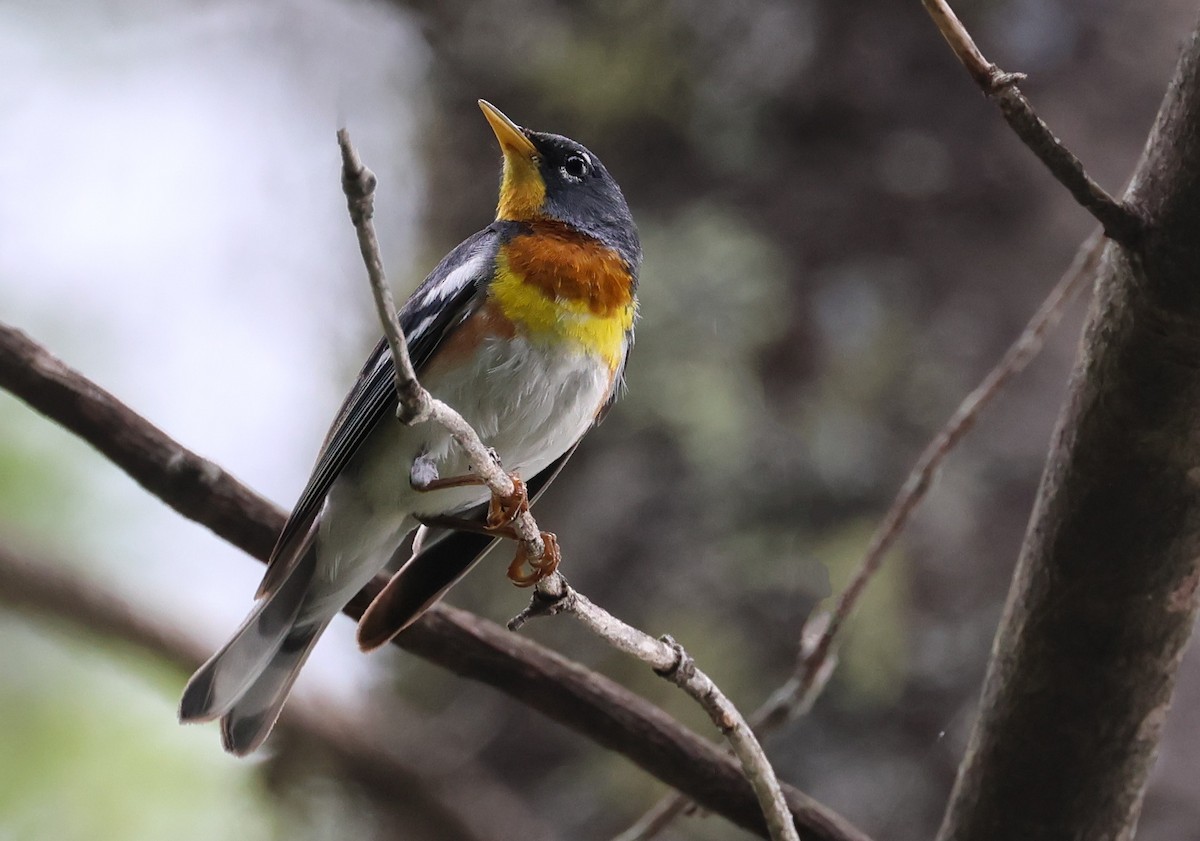 Northern Parula - ML639046463