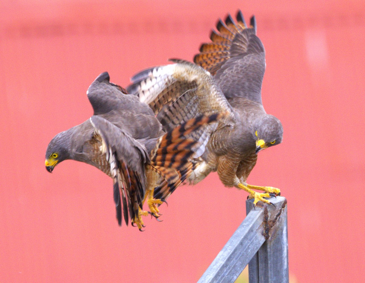 Roadside Hawk - ML639046573