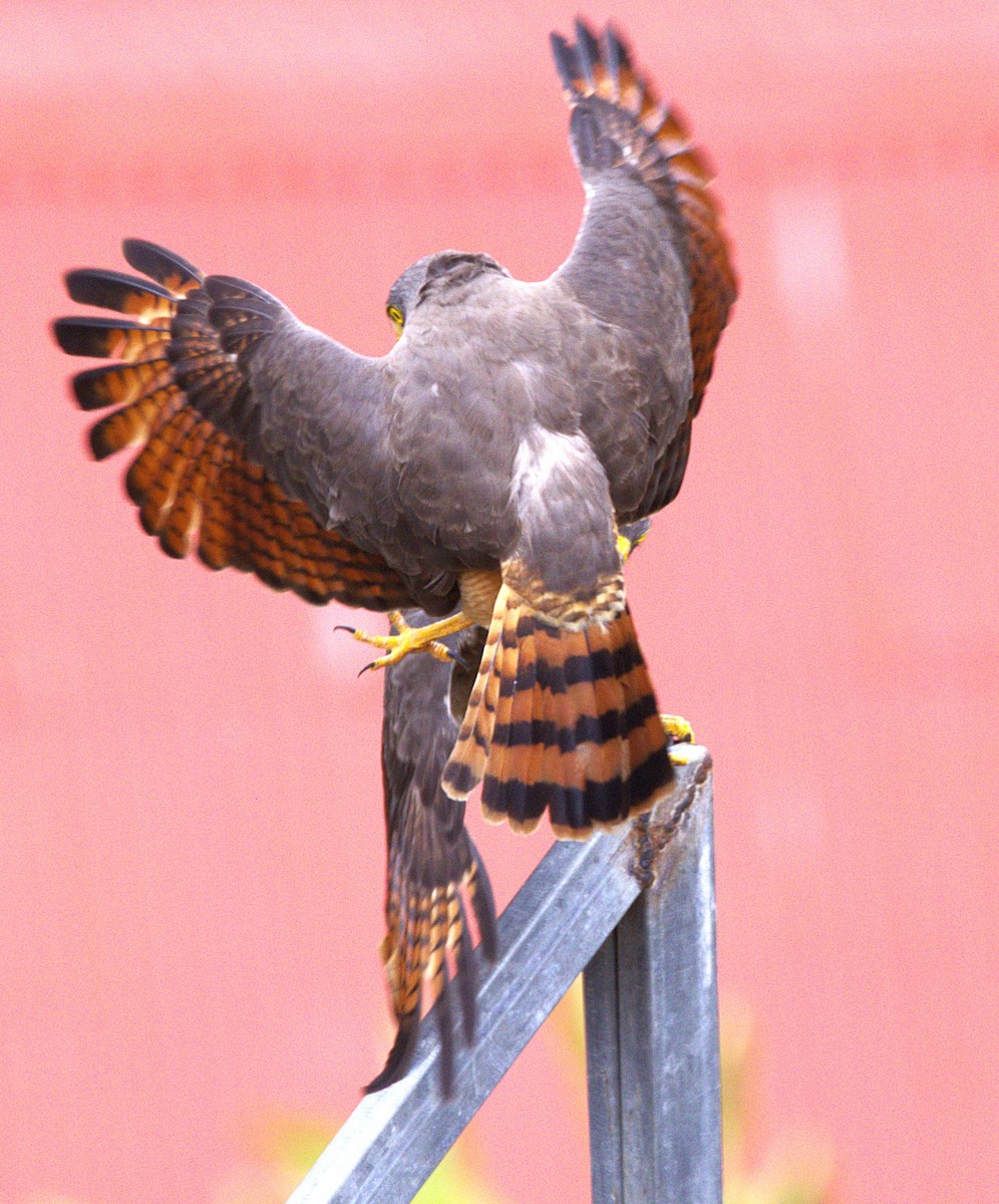 Roadside Hawk - ML639046574