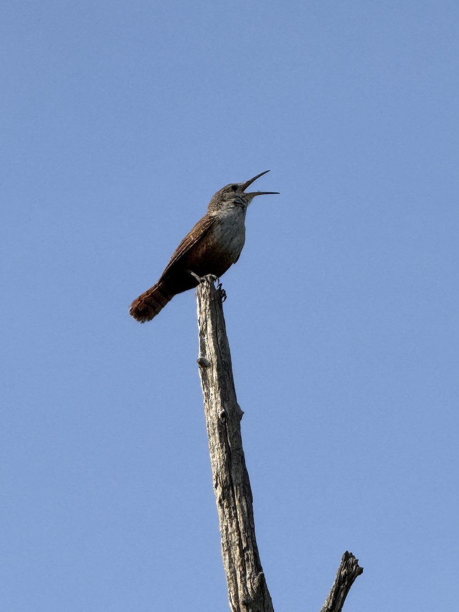 Canyon Wren - ML639046578