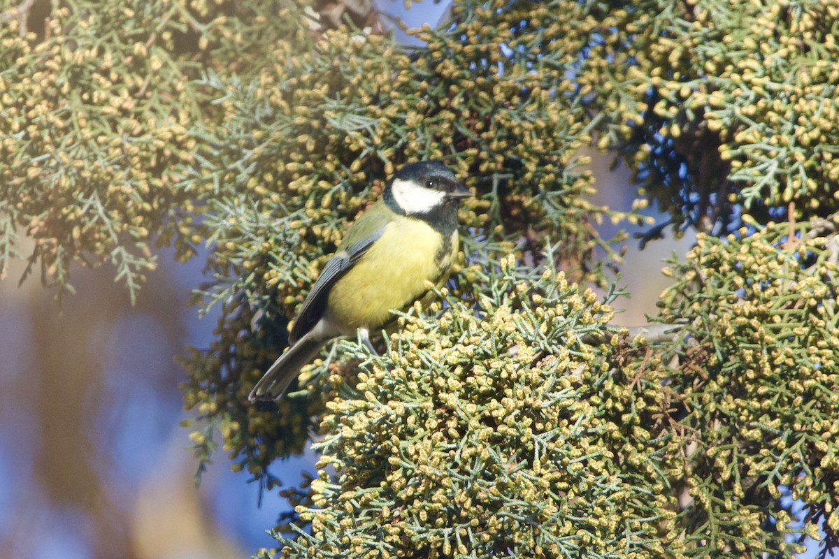 Carbonero Común - ML639046585