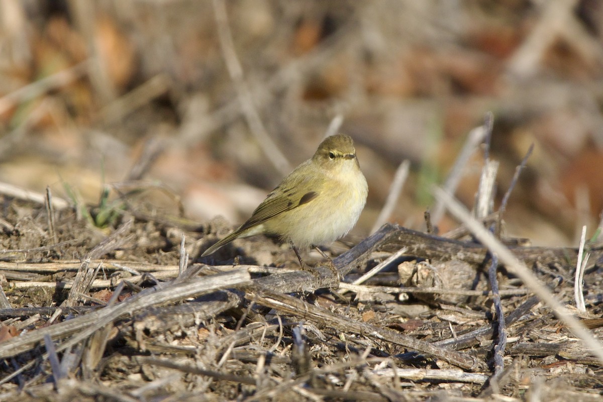 Mosquitero Común - ML639046589