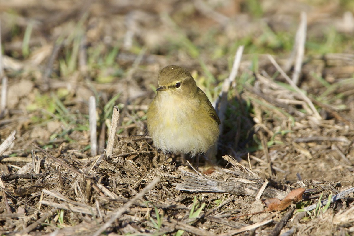 Mosquitero Común - ML639046590