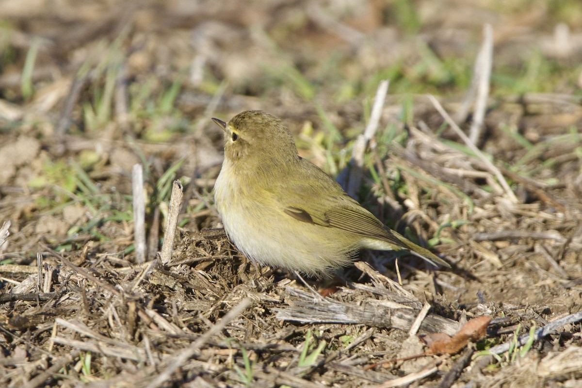 Mosquitero Común - ML639046591