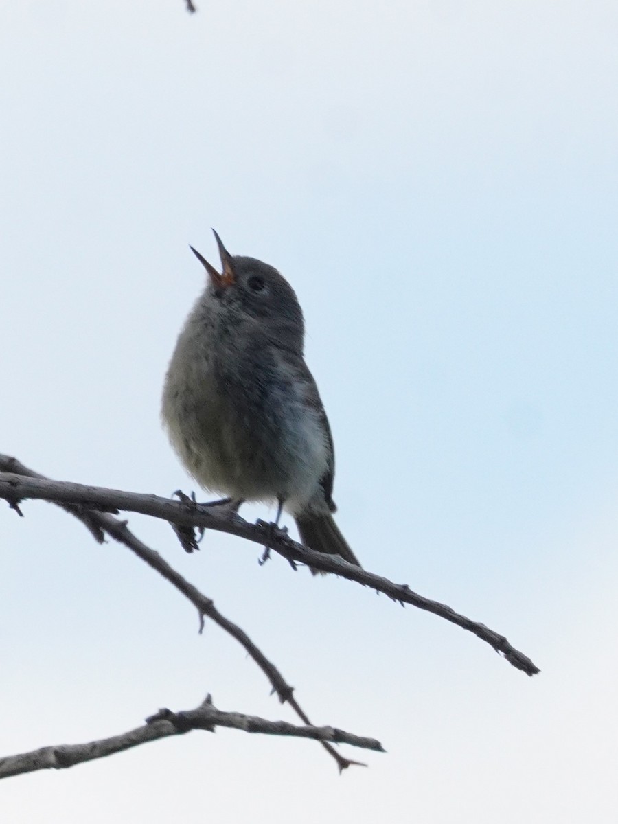 Ruby-crowned Kinglet - ML639046753