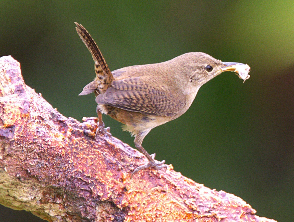 Southern House Wren - ML639046772