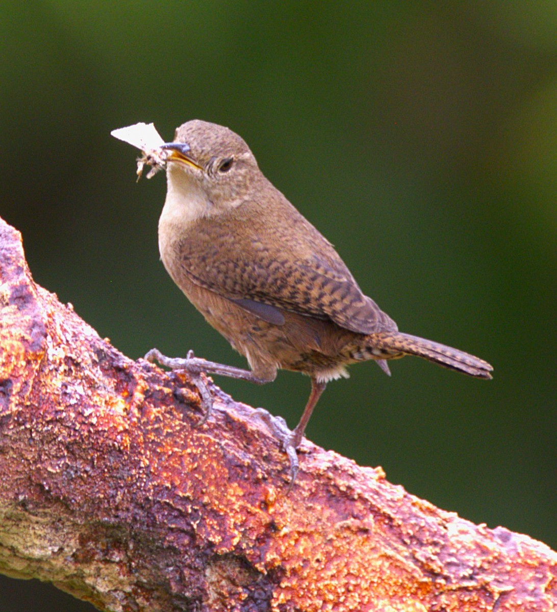 Southern House Wren - ML639046773