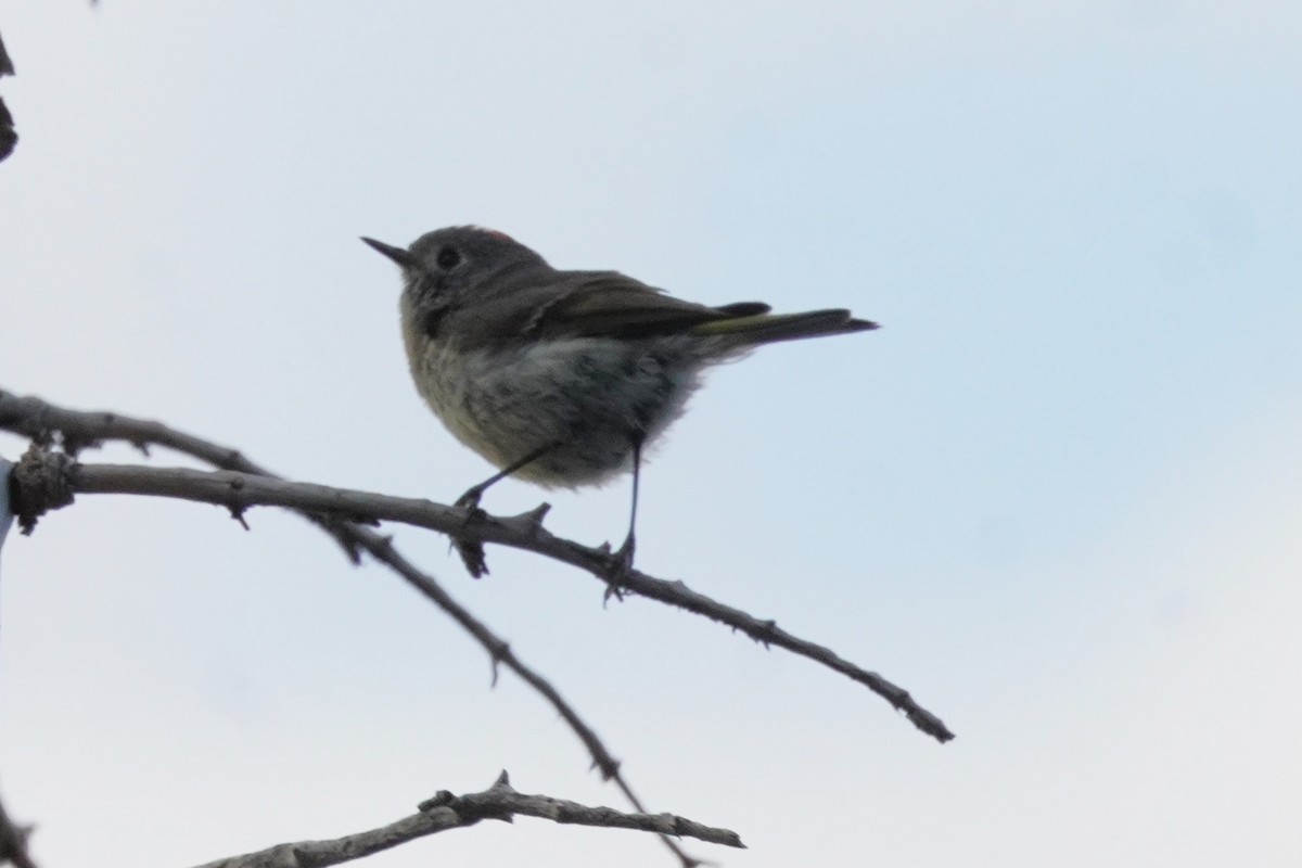 Ruby-crowned Kinglet - ML639046776