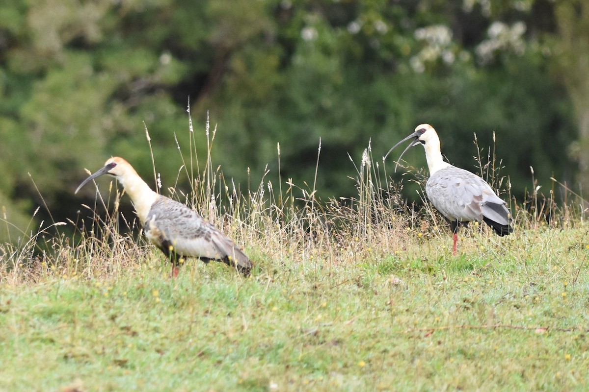 Black-faced Ibis - ML639046825