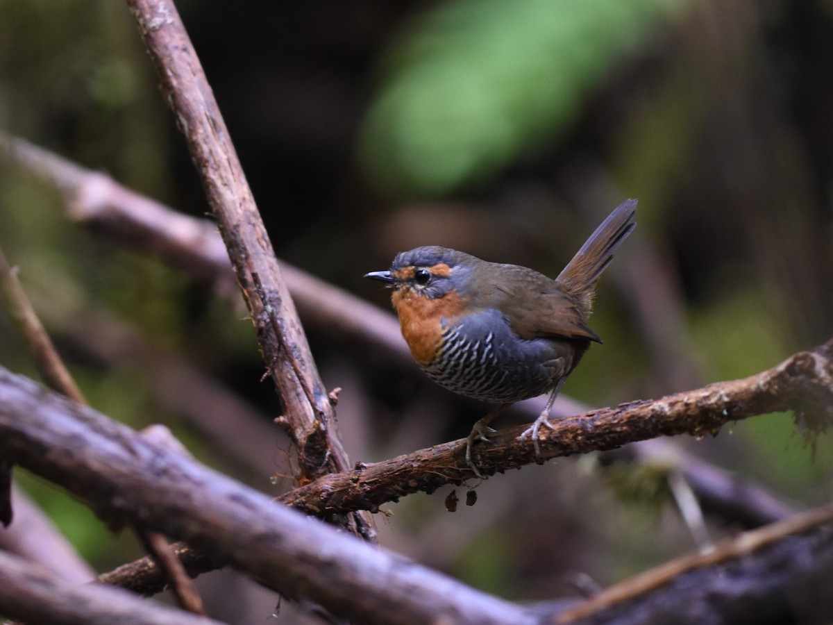 Chucao Tapaculo - ML639046847