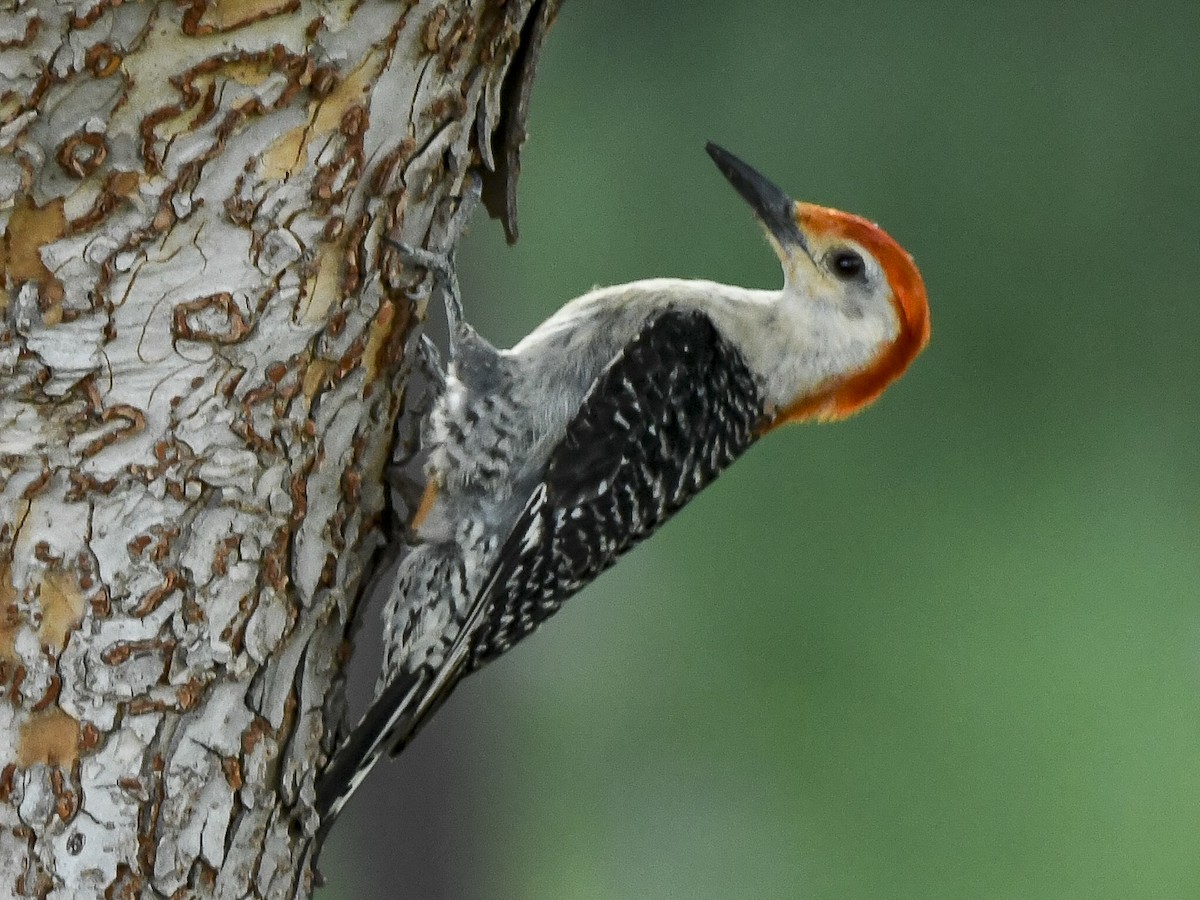 Red-bellied Woodpecker - ML639046873