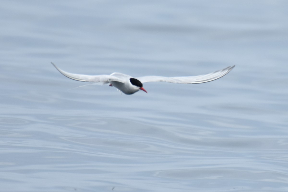Arctic Tern - ML639046915