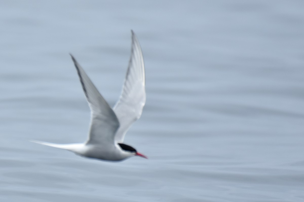 Arctic Tern - ML639046916