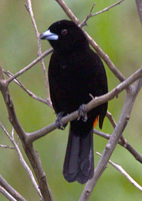 Variable Seedeater - ML639046973