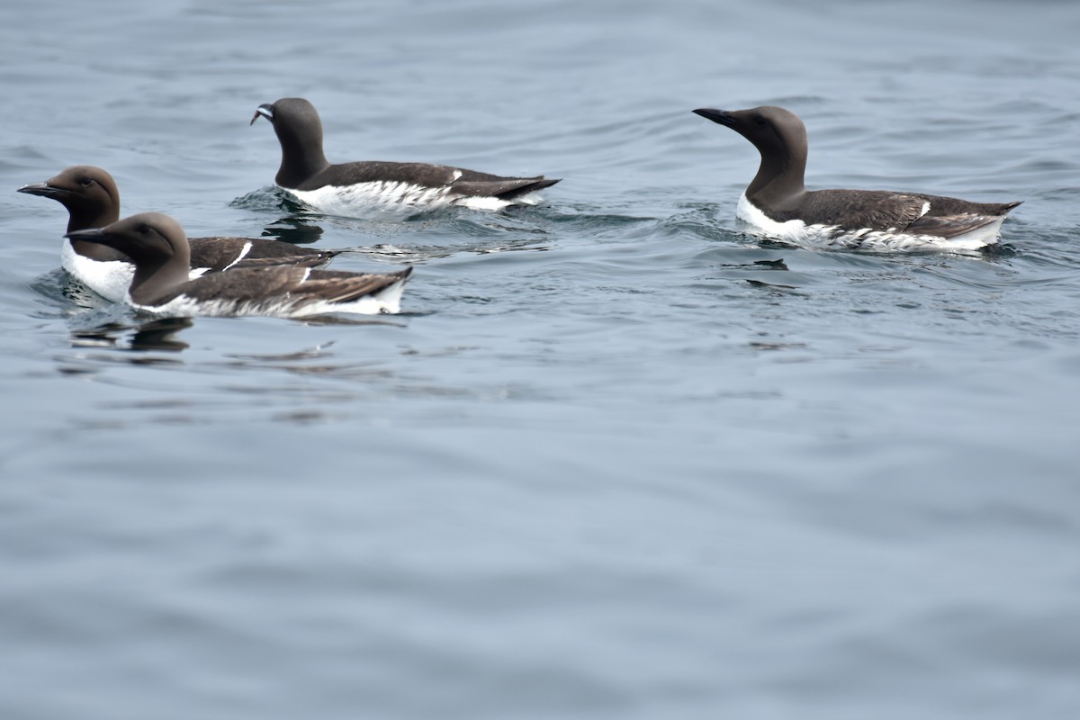 Common Murre - ML639046978