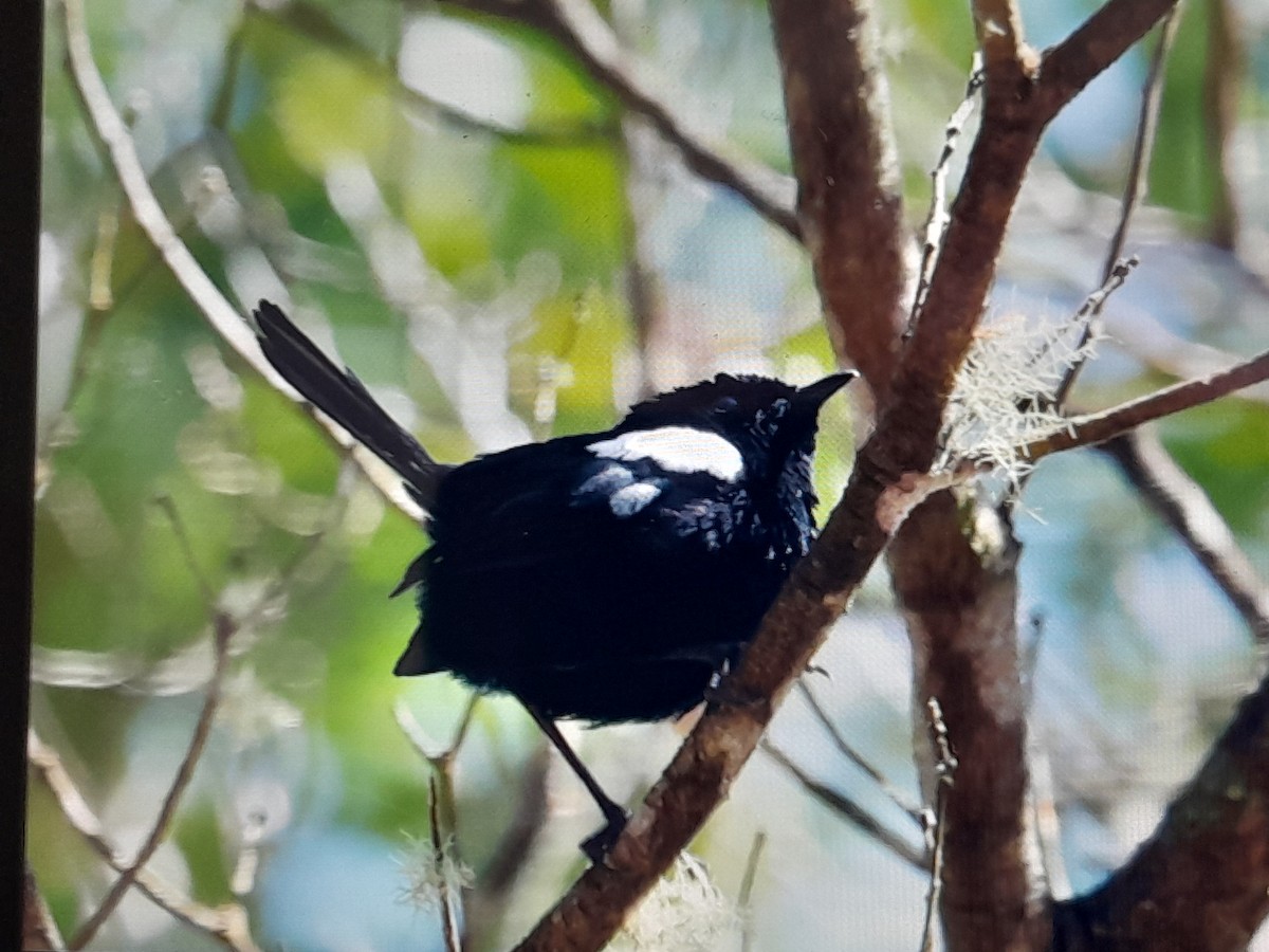 White-shouldered Fairywren - ML639046983