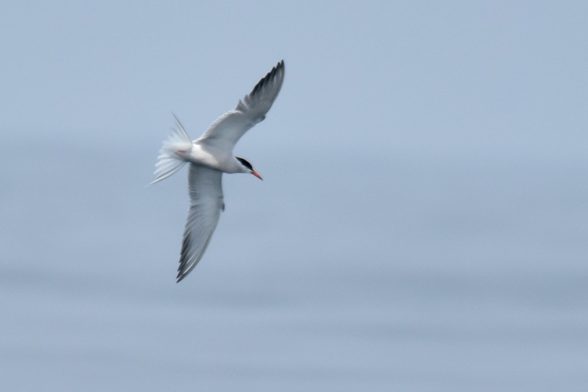 Common Tern - ML639047015