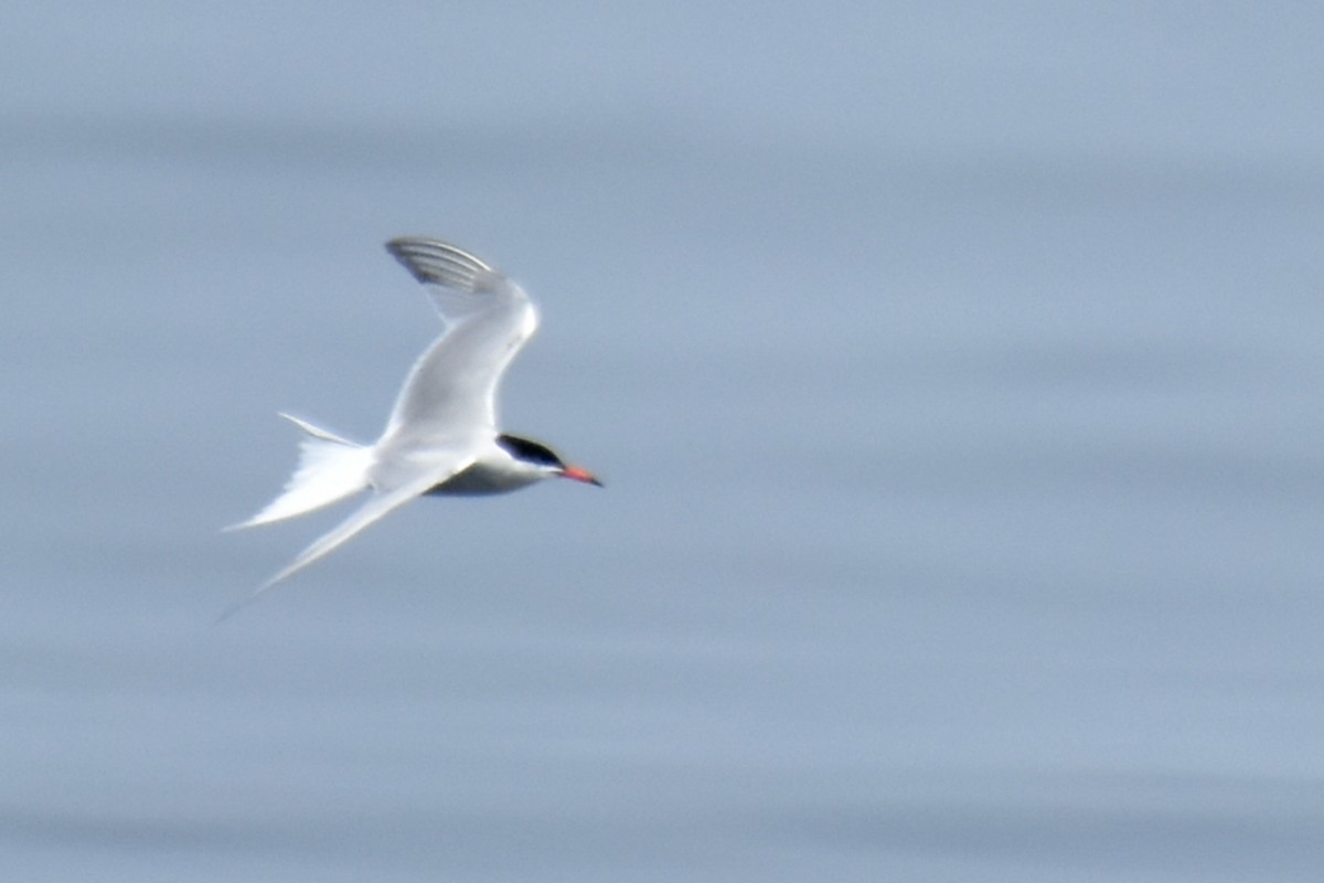 Common Tern - ML639047019