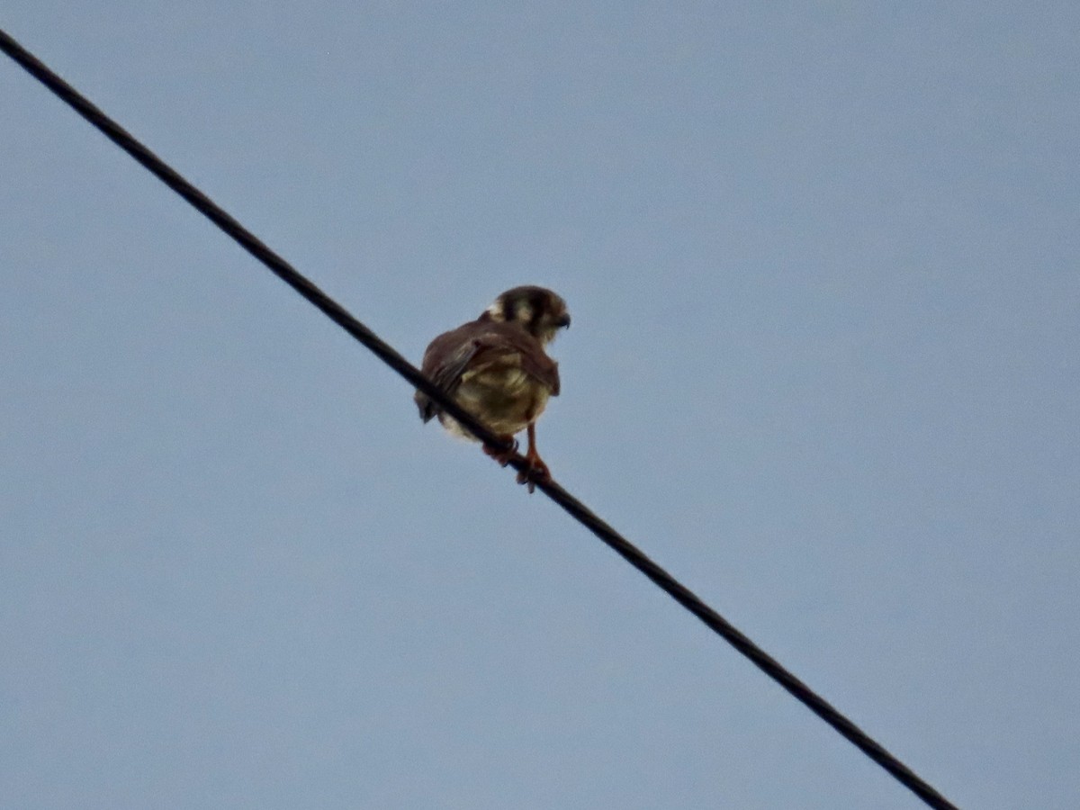 American Kestrel - ML639047099
