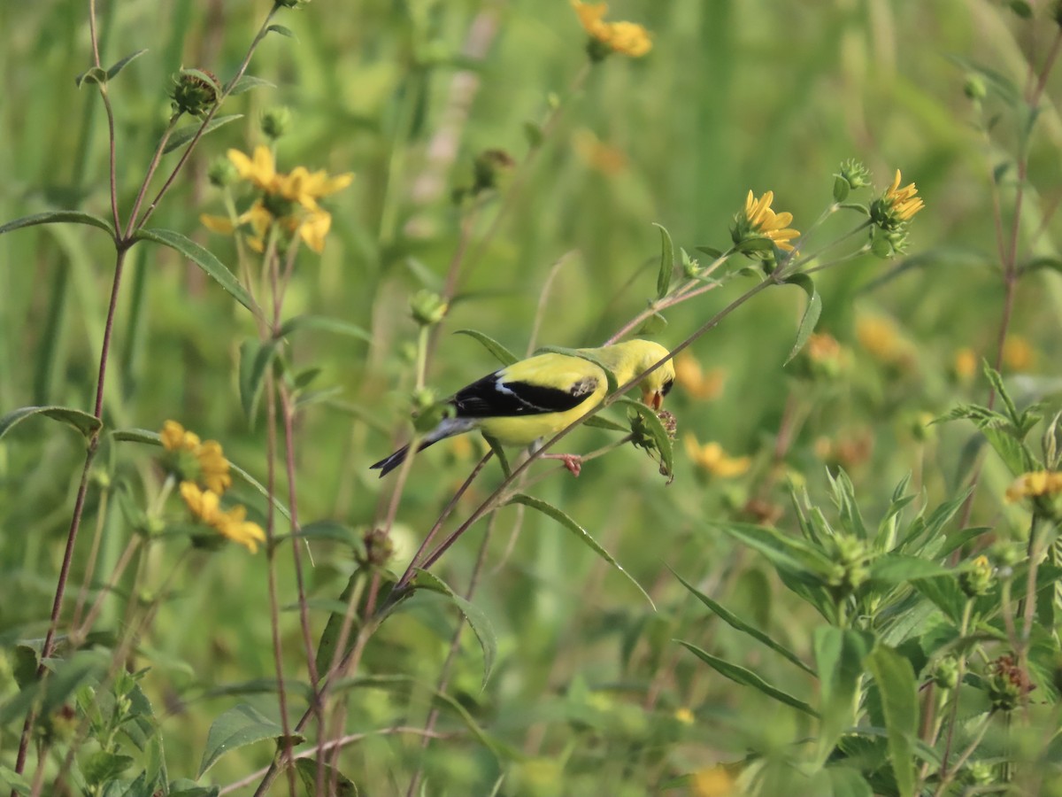 American Goldfinch - ML639047105