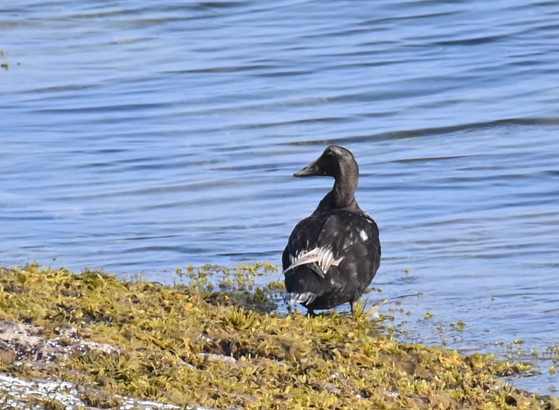 Common Eider - ML639047192