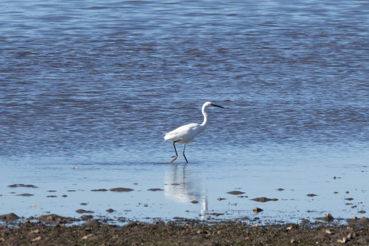 Little Egret (Australasian) - ML639047210