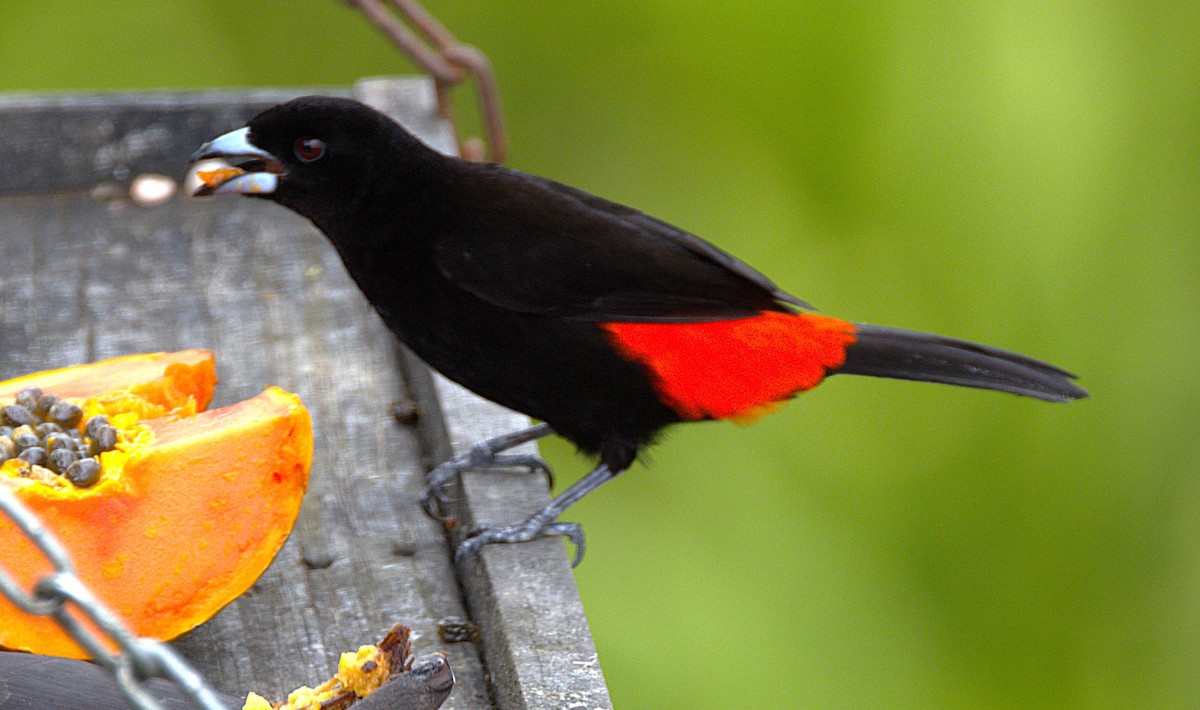 Scarlet-rumped Tanager - ML639047211
