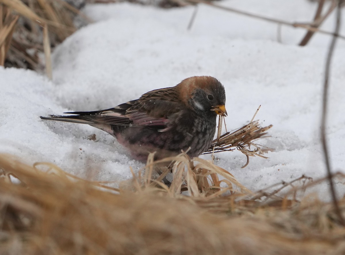 Asian Rosy-Finch - ML639047214