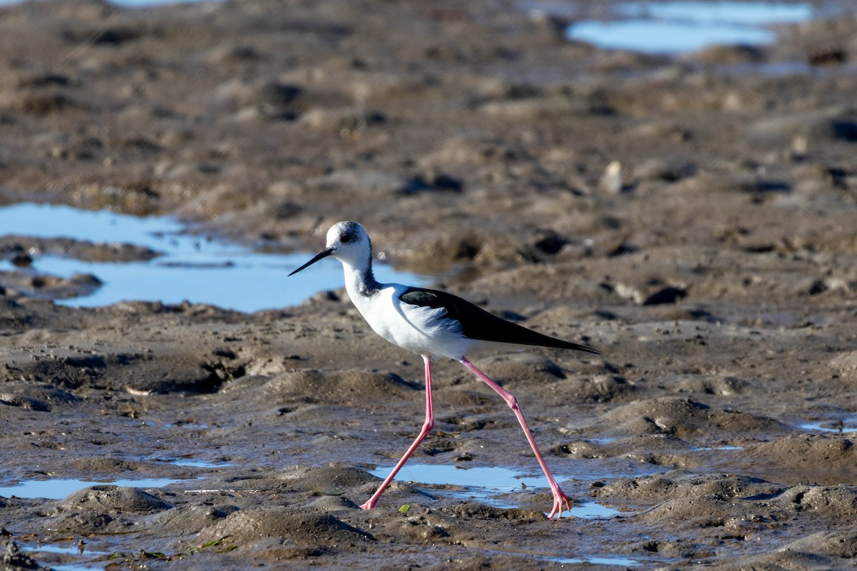 Pied Stilt - ML639047217