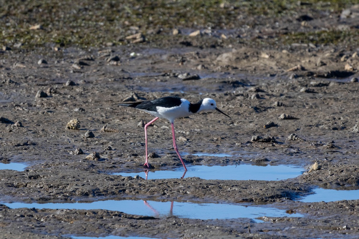 Pied Stilt - ML639047218