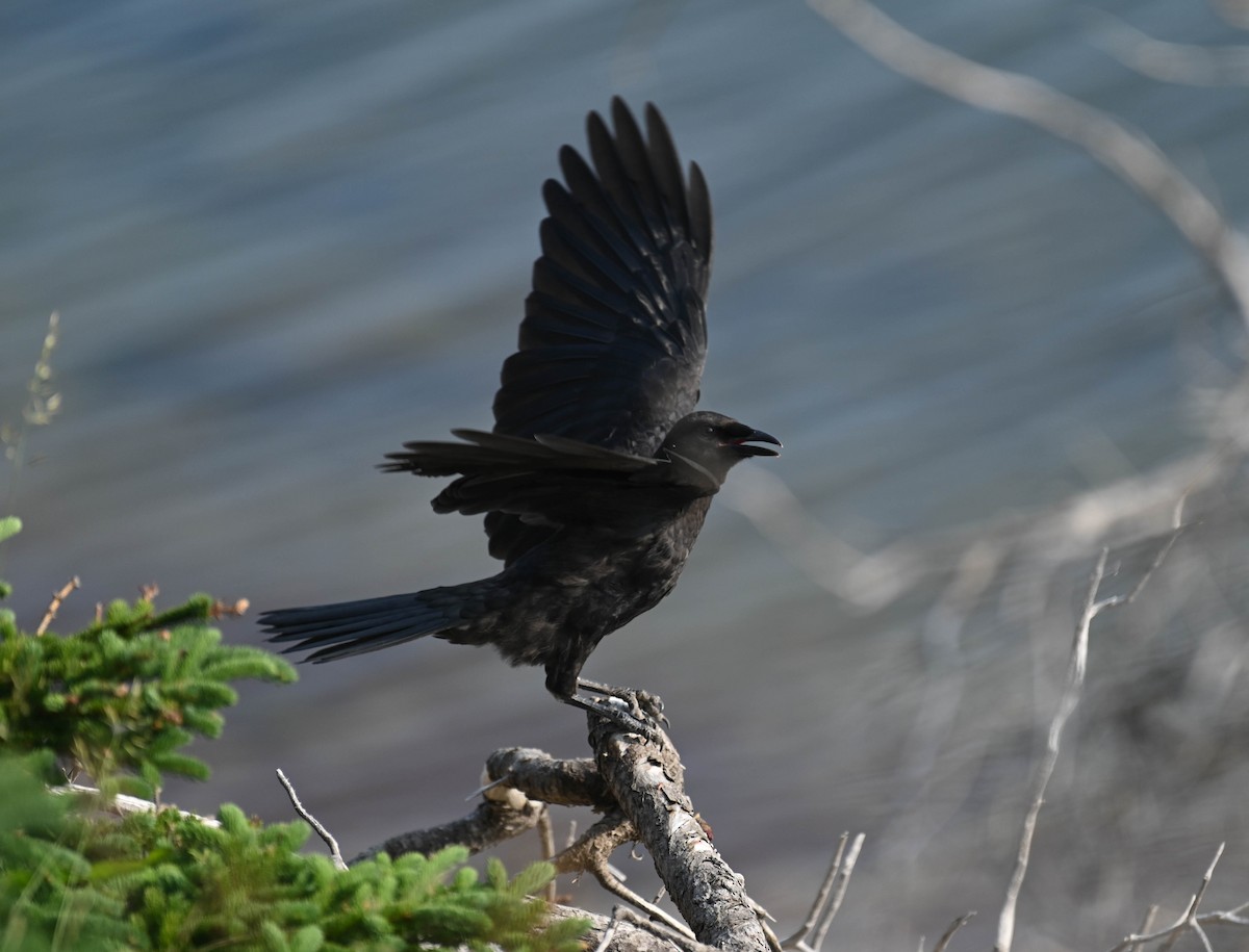 American Crow - ML639047220