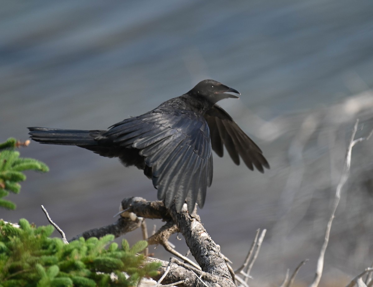 American Crow - ML639047221