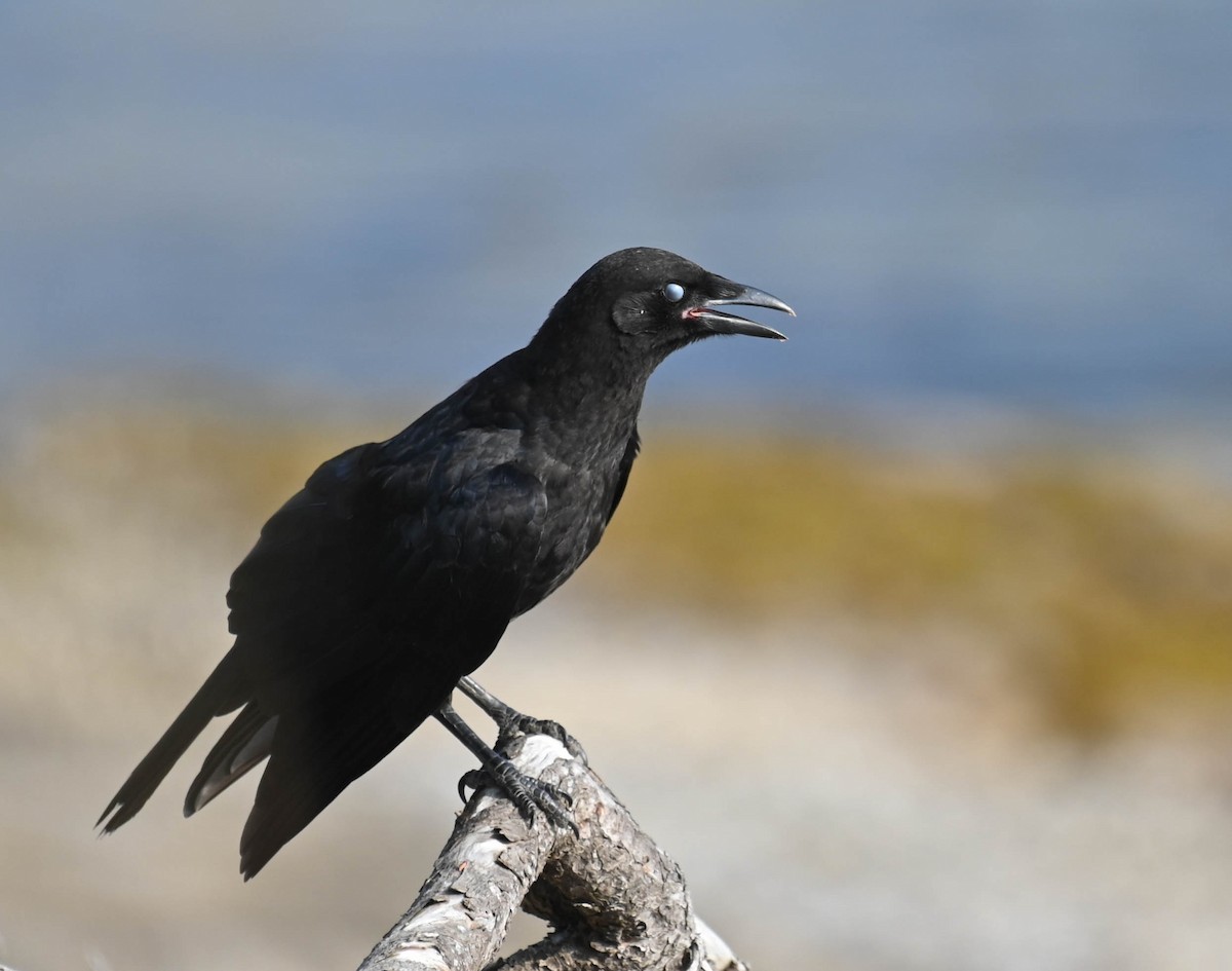 American Crow - ML639047222